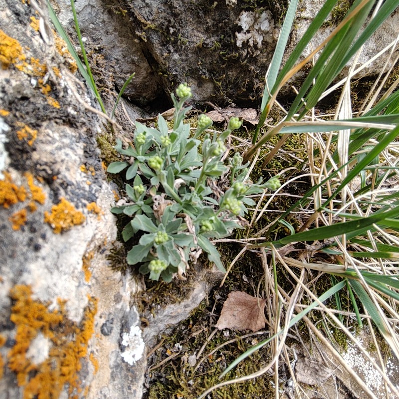 North Pacific Draba photo 6