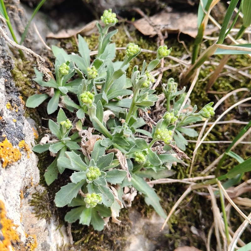 North Pacific Draba photo 7
