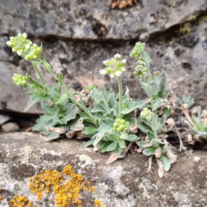 North Pacific Draba photo 8