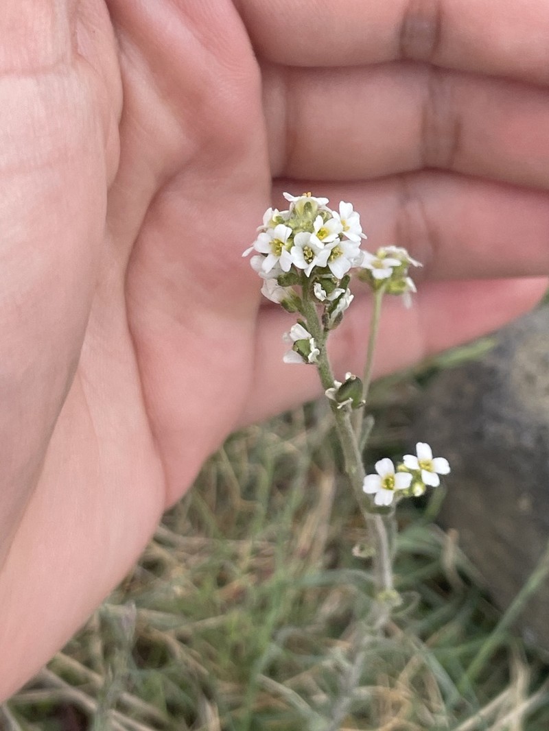 Twisted Draba