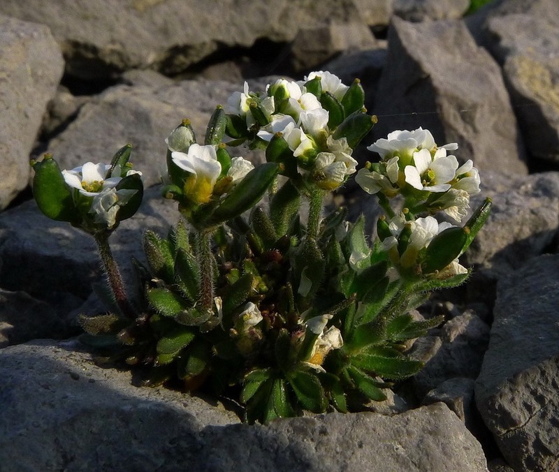Twisted Draba photo 2
