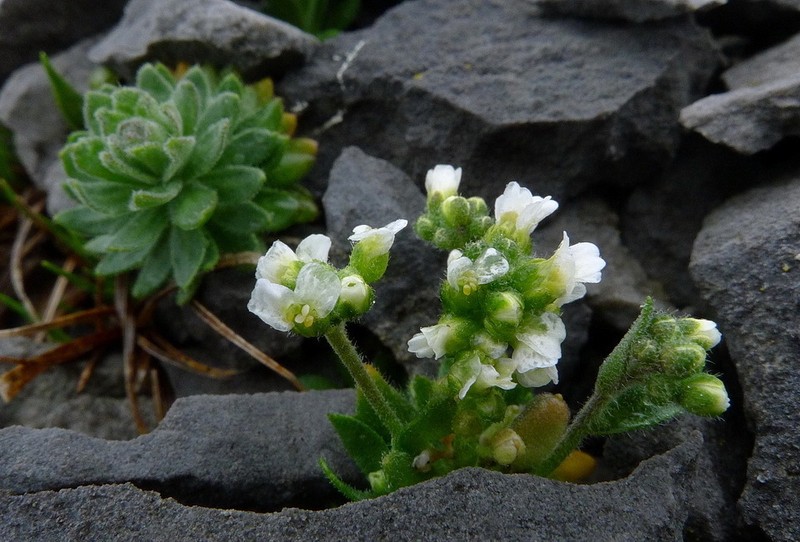 Twisted Draba photo 3