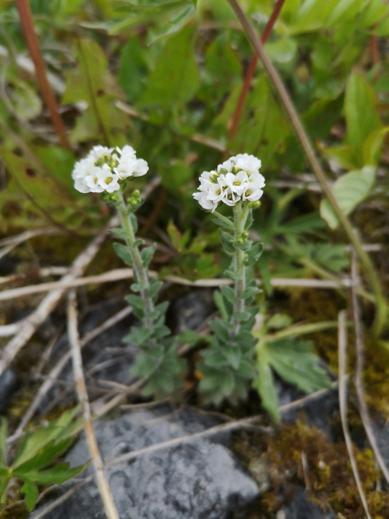 Twisted Draba photo 4