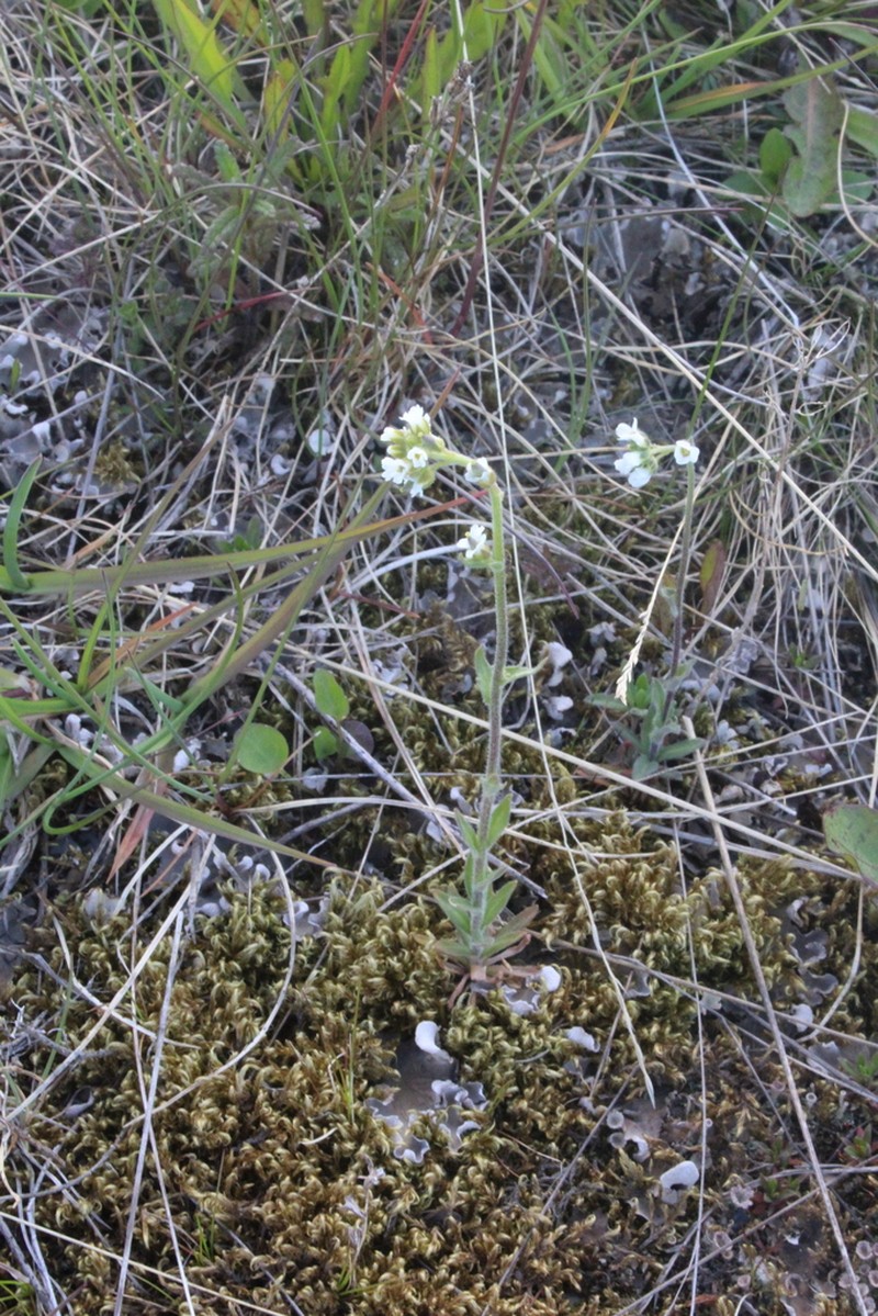 Twisted Draba photo 5
