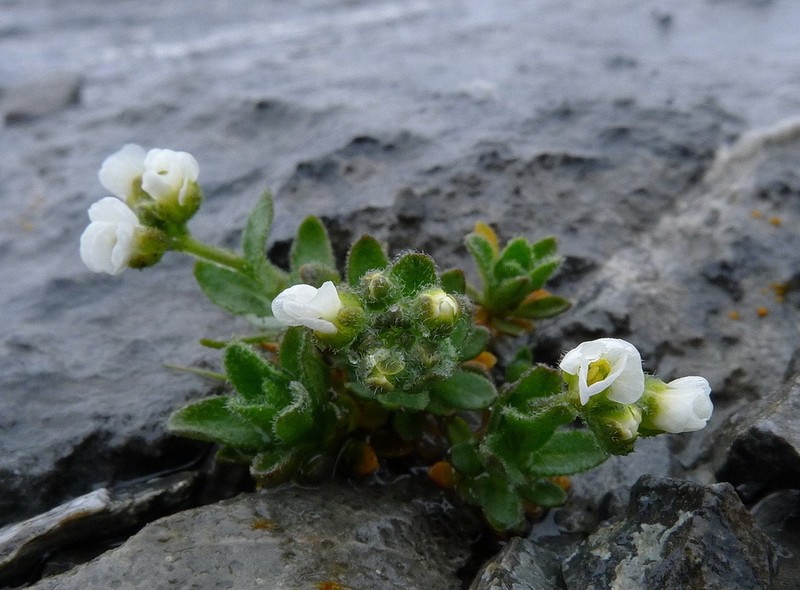 Twisted Draba photo 6