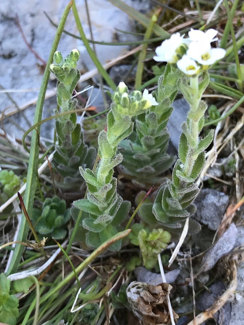 Twisted Draba photo 7