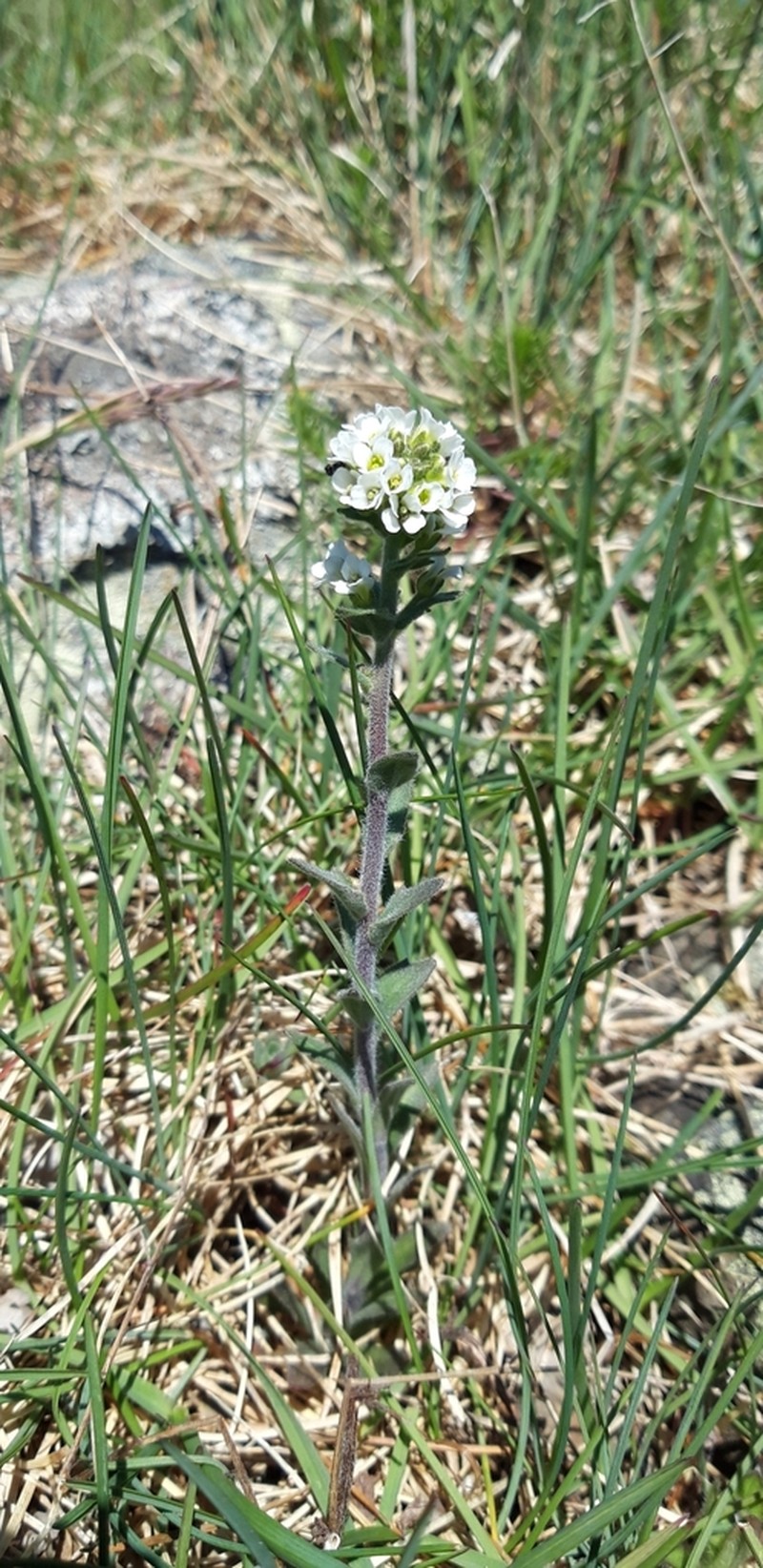 Twisted Draba photo 8