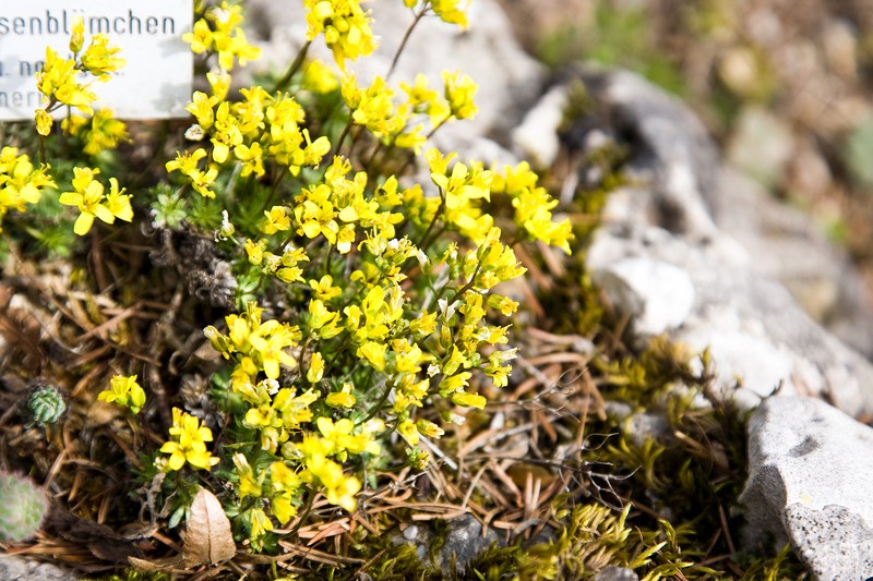 Yellowstone Draba