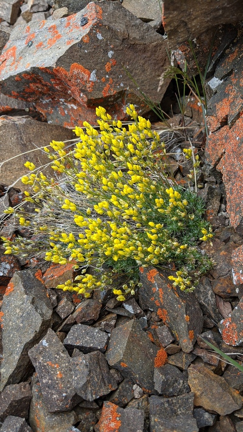 Yellowstone Draba