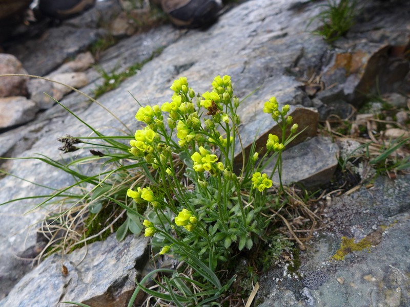 Yellowstone Draba photo 2