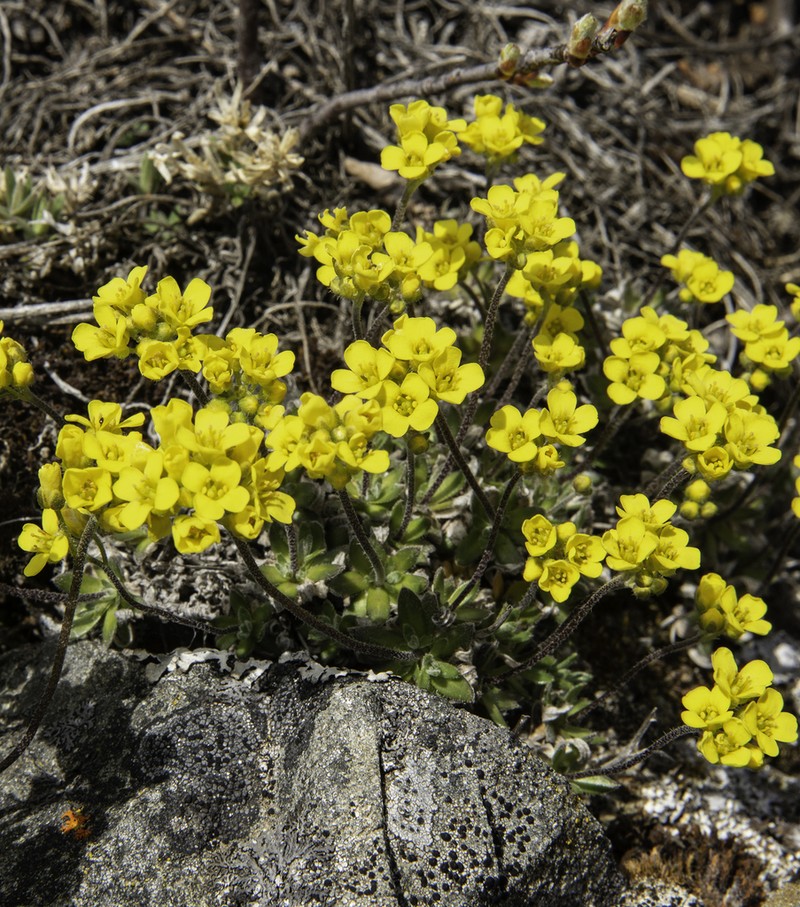 Yellowstone Draba photo 3