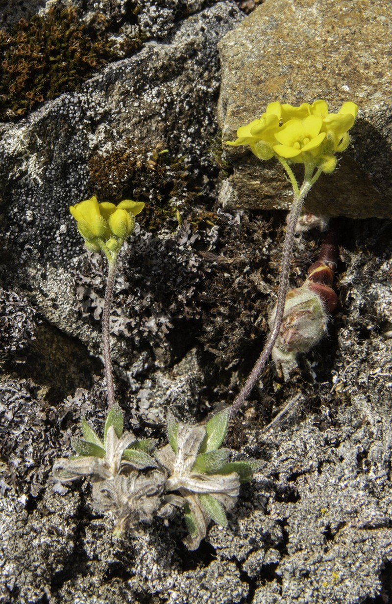 Yellowstone Draba photo 4