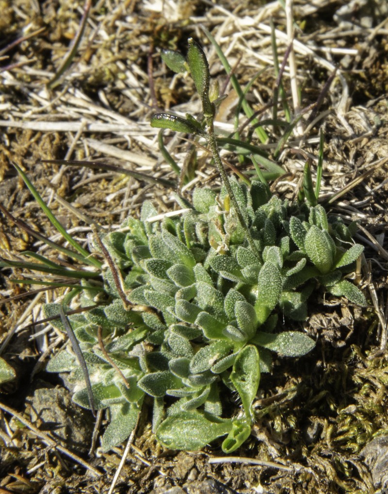 Yellowstone Draba photo 5