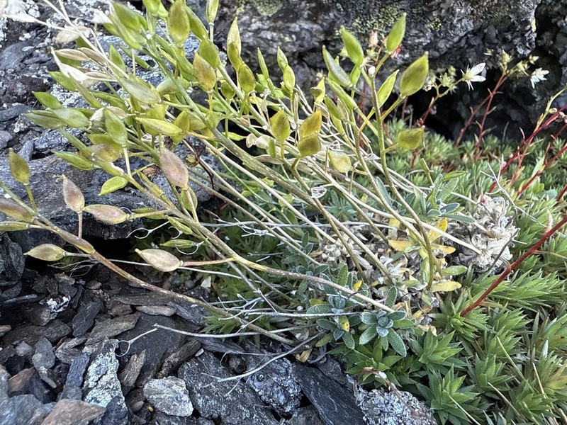 Yellowstone Draba photo 6