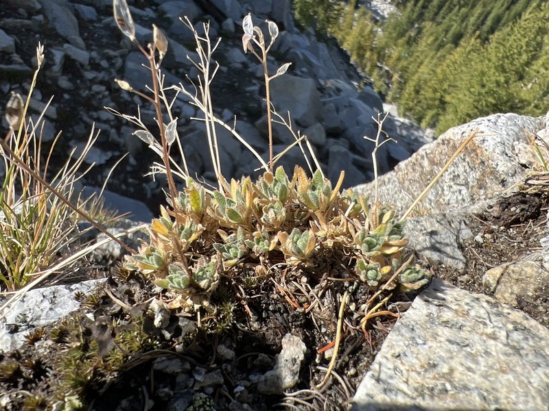 Yellowstone Draba photo 7