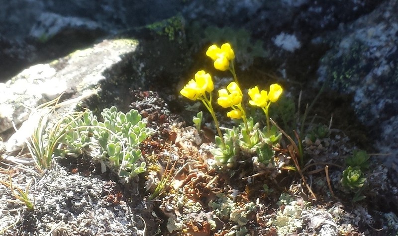 Yellowstone Draba photo 8