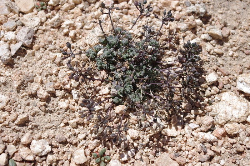 Sweetwater Draba