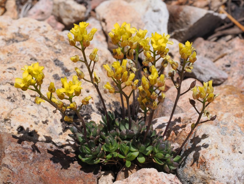 Sweetwater Draba photo 2
