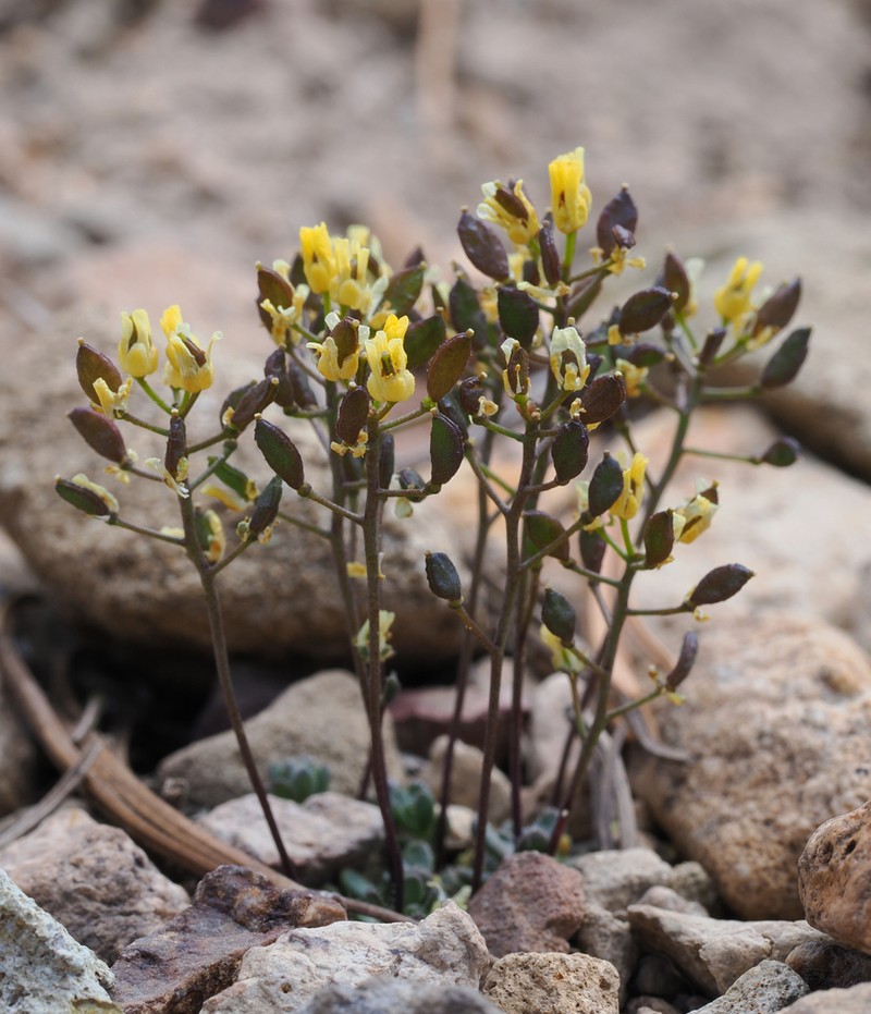 Sweetwater Draba photo 3