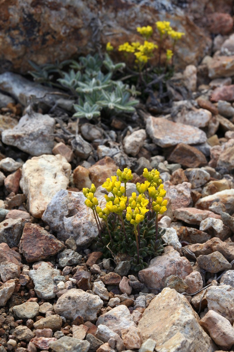 Sweetwater Draba photo 4