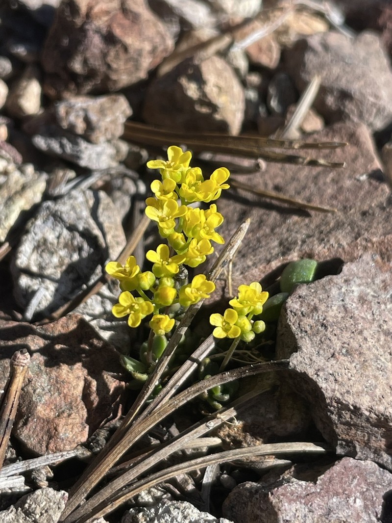 Sweetwater Draba photo 5