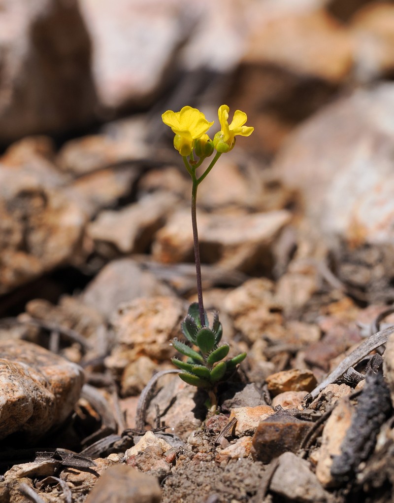 Sweetwater Draba photo 6