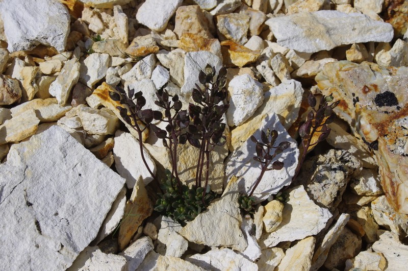 Sweetwater Draba photo 7