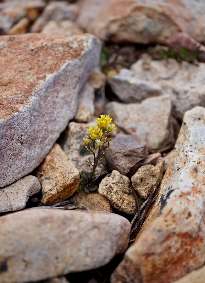Sweetwater Draba photo 8