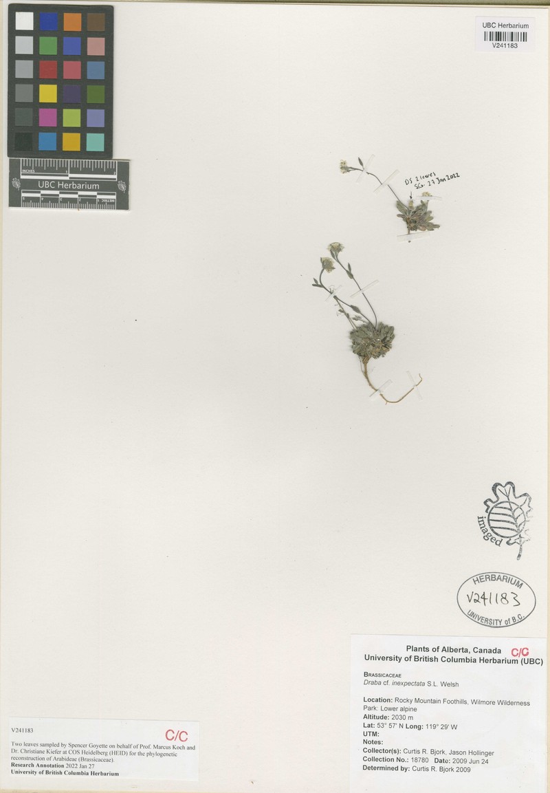 Draba inexpectata