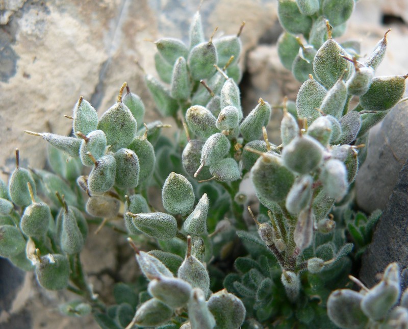 Jaeger's Draba