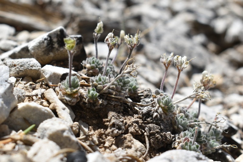 Jaeger's Draba