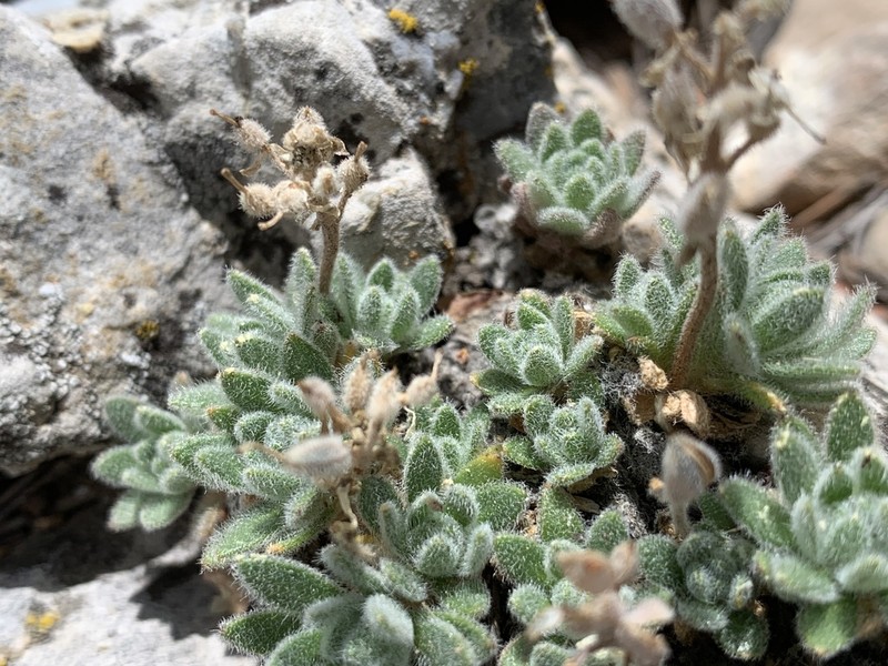 Jaeger's Draba photo 2