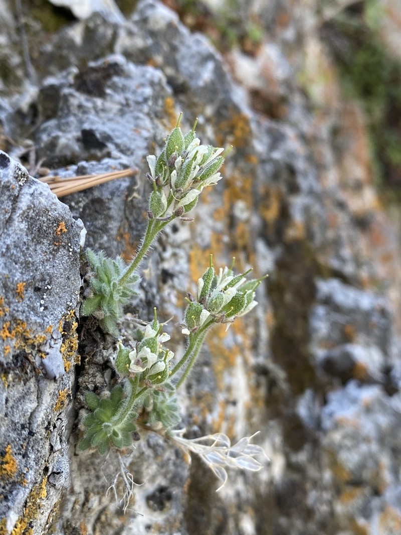 Jaeger's Draba photo 3
