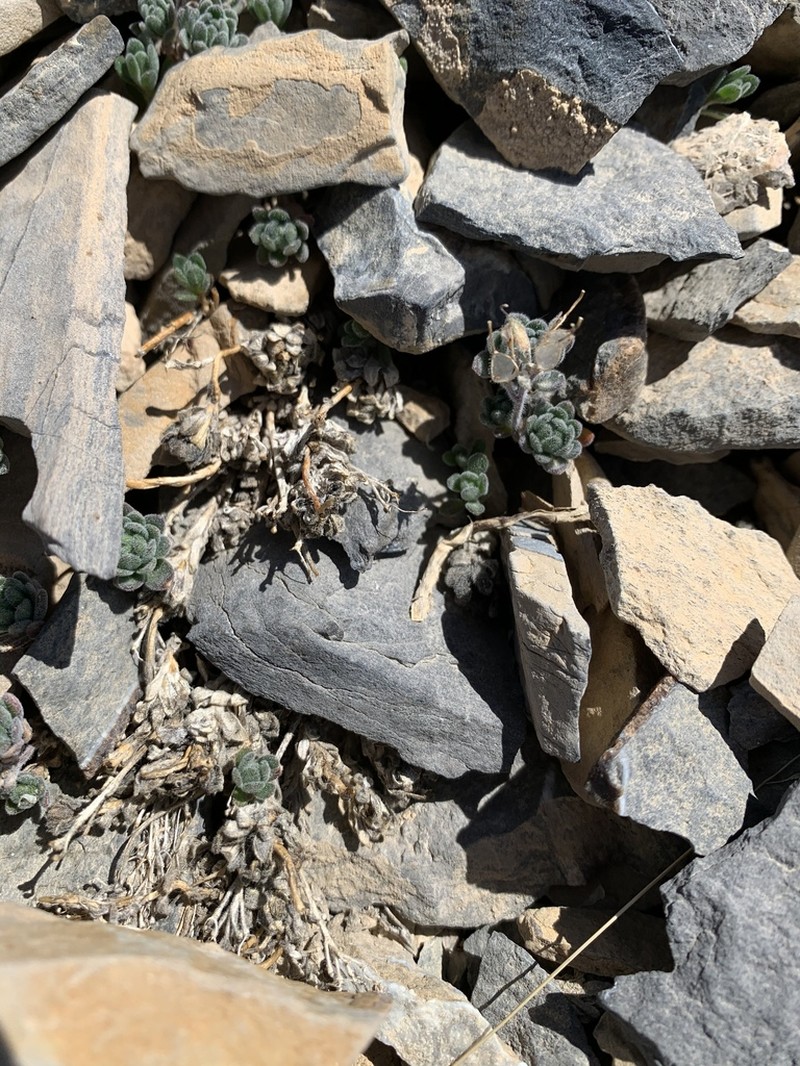 Jaeger's Draba photo 4