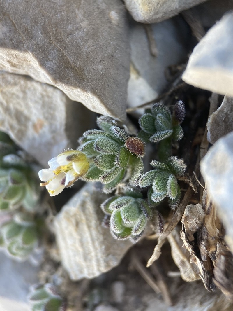 Jaeger's Draba photo 5