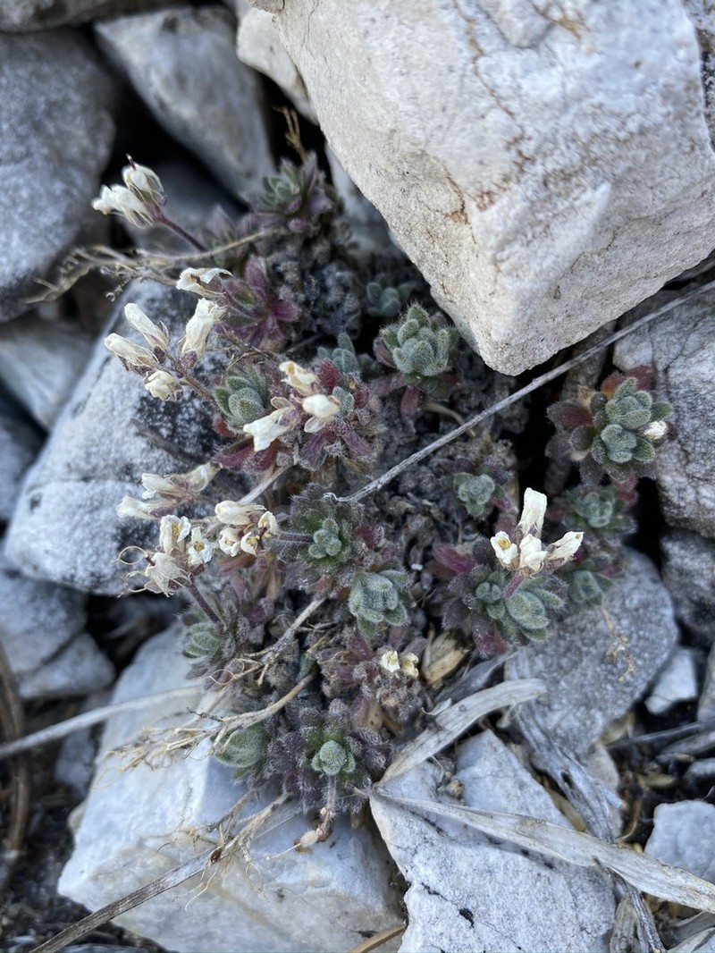 Jaeger's Draba photo 6