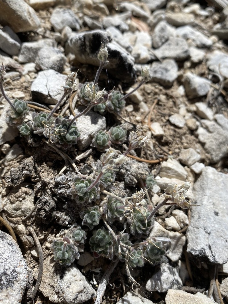 Jaeger's Draba photo 7