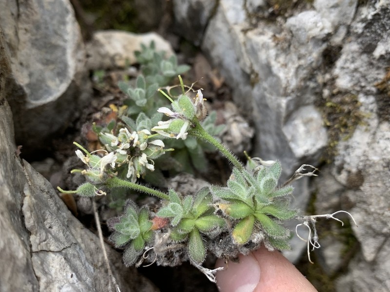Jaeger's Draba photo 8