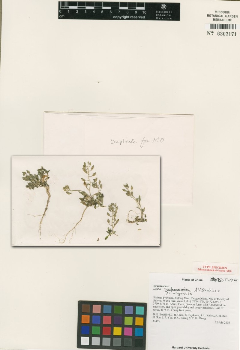 Draba jiulongensis