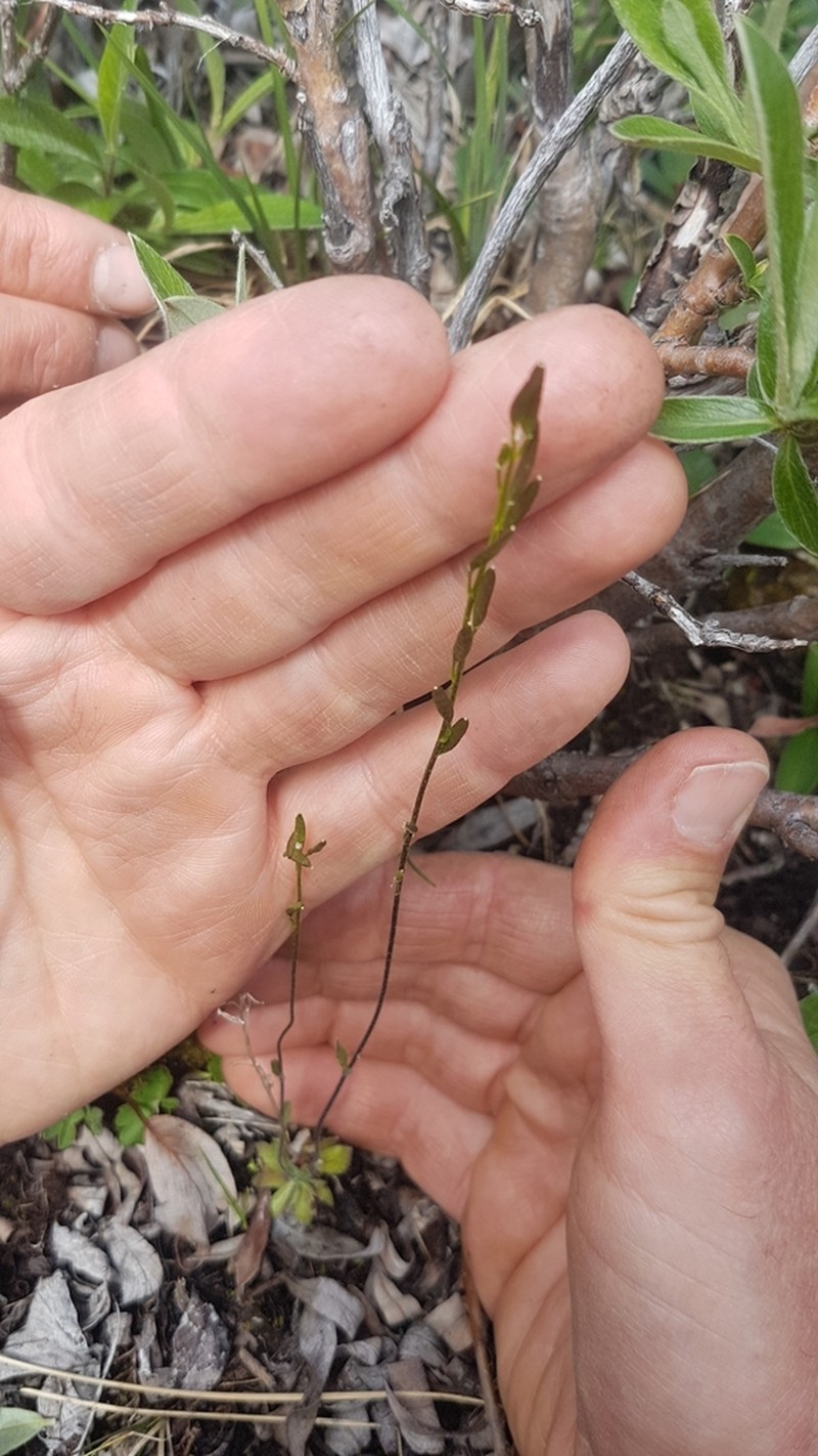 Longstalk Draba