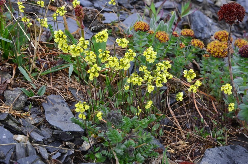 Longstalk Draba photo 2