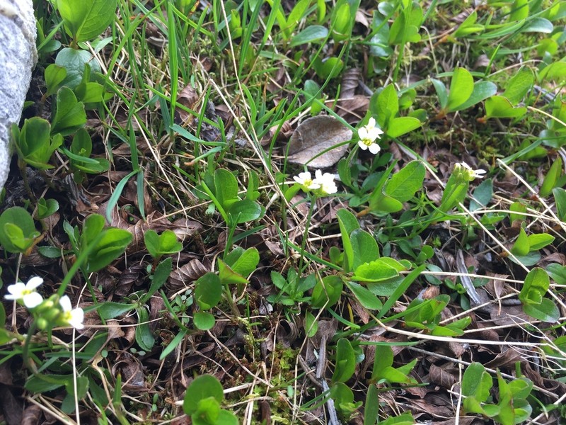 Longstalk Draba photo 4