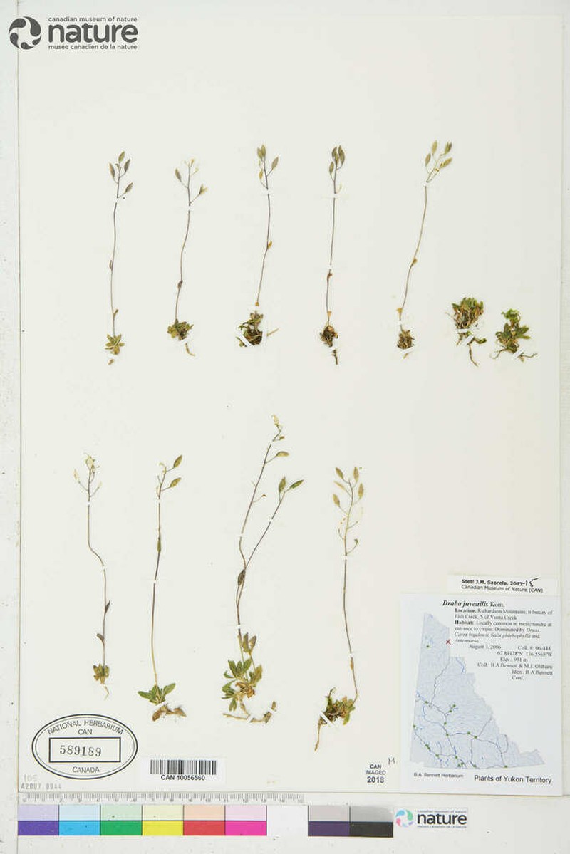 Longstalk Draba photo 5