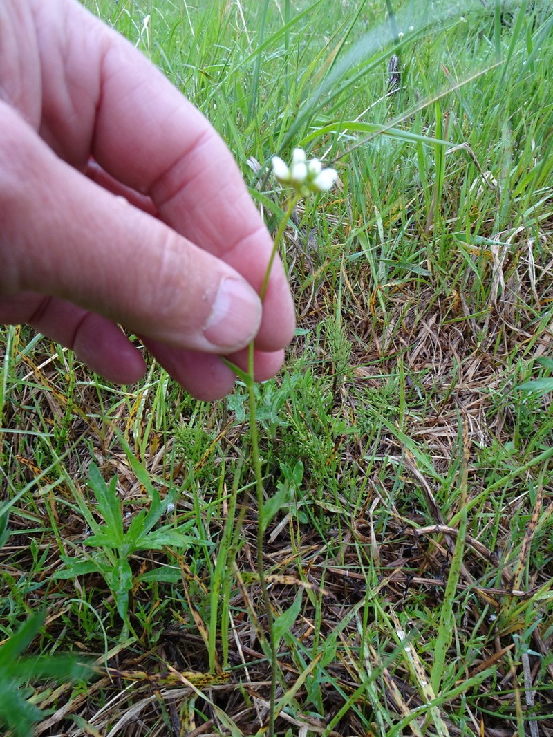 Longstalk Draba photo 6