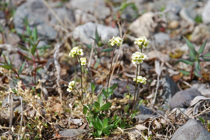 Longstalk Draba photo 7
