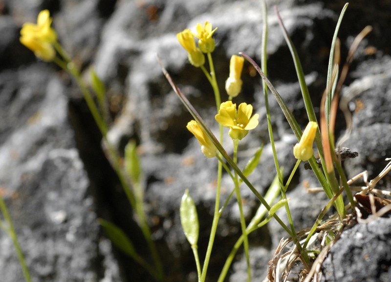 Kass' Draba