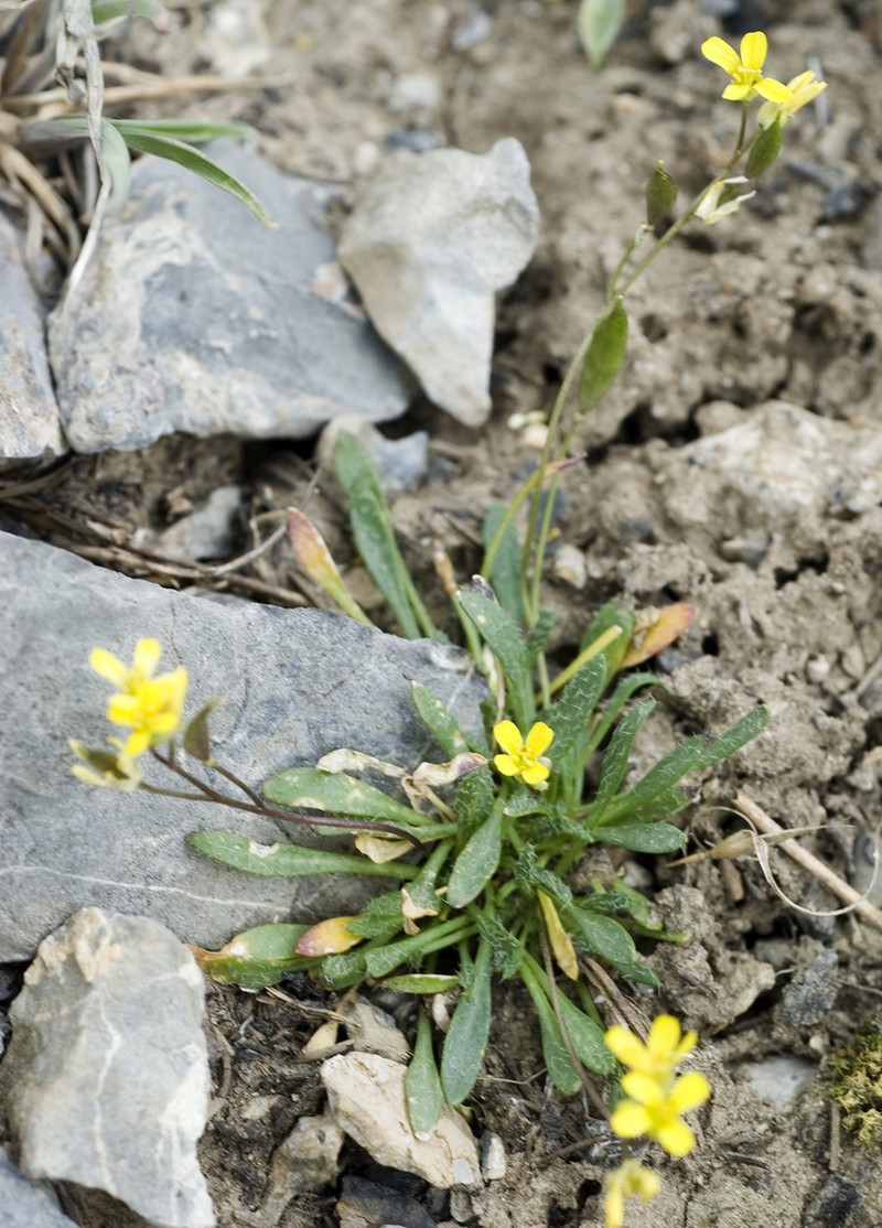 Kass' Draba photo 2
