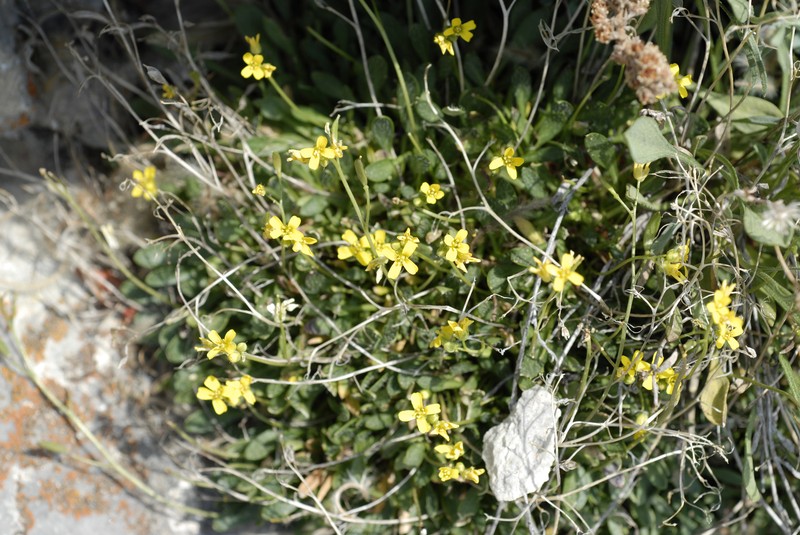 Kass' Draba photo 4
