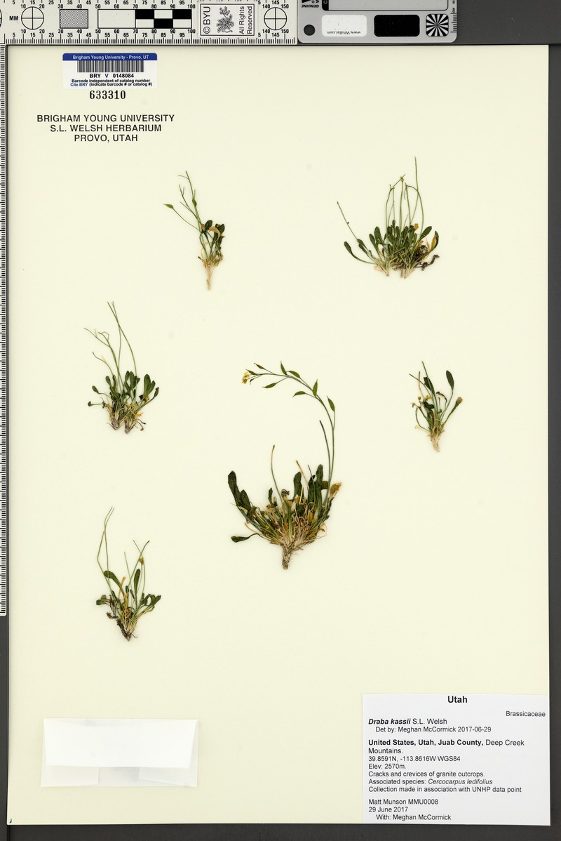 Kass' Draba photo 5