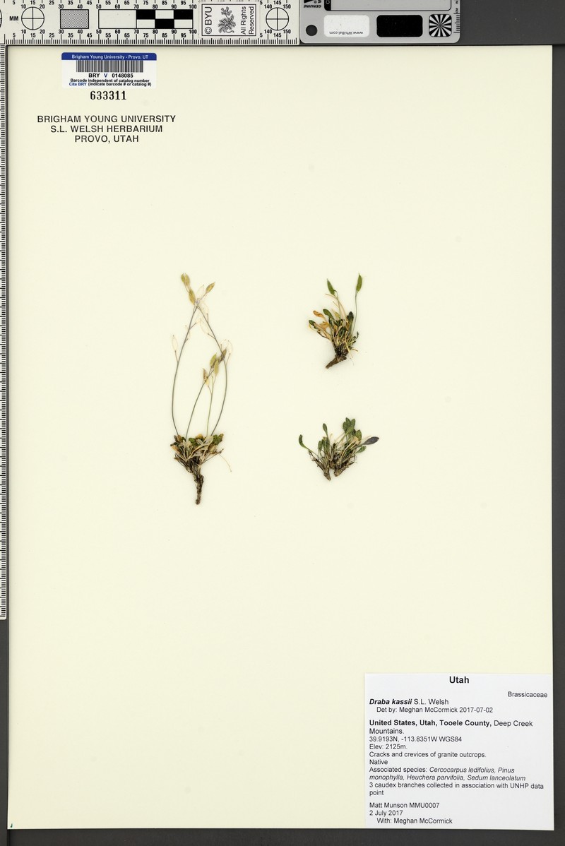 Kass' Draba photo 6